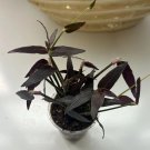 Jose Puig Black Tradescantia – 10 Fresh Unrooted Cuttings, Rare Purple Houseplant Starter Set Jose Puig Black Tradescantia – 10 Fresh Unrooted Cuttings, Rare Purple Houseplant Starter Set