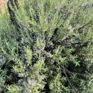 Organic Rosemary Cuttings – 12 Live Herb Plant Starters, 10” Each, Salvia rosmarinus, Organic Rosemary Cuttings – 12 Live Herb Plant Starters, 10” Each, Salvia rosmarinus,