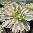 Aeonium Variegated Maybach – 1 Live 3.5” Succulent Cutting, Rare Rosette Starter, Unrooted Plant Aeonium Variegated Maybach – 1 Live 3.5” Succulent Cutting, Rare Rosette Starter, Unrooted Plant