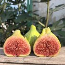Sucrette Fig Cutting – Over 8" Long, 3+ Nodes, Ficus carica Sweet Fruit Tree Propagation Starter Sucrette Fig Cutting – Over 8" Long, 3+ Nodes, Ficus carica Sweet Fruit Tree Propagation Starter
