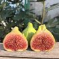 Sucrette Fig Cutting â Over 8" Long, 3+ Nodes, Ficus carica Sweet Fruit Tree Propagation Starter