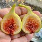 Sucrette Fig Cutting â Over 8" Long, 3+ Nodes, Ficus carica Sweet Fruit Tree Propagation Starter