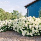 Little White Hydrangea – 5 Rooted Cuttings, Compact Shrub with Big Blooms, Little White Hydrangea – 5 Rooted Cuttings, Compact Shrub with Big Blooms,