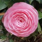 Camellia Japonica Cuttings – 7 Fresh Unrooted Shrub Starts, Camellia Japonica Cuttings – 7 Fresh Unrooted Shrub Starts,