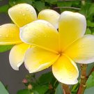 Yellow Plumeria Cutting – 1 Fresh 8–10" Unrooted Frangipani Stem Yellow Plumeria Cutting – 1 Fresh 8–10" Unrooted Frangipani Stem