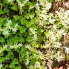 Woodland Stonecrop Cuttings – 6 Sedum ternatum Starters, Some Rooted, Woodland Stonecrop Cuttings – 6 Sedum ternatum Starters, Some Rooted,