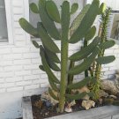 Roadkill Cactus Cutting – Live Opuntia Hybrid Pad, Unique Flat Prickly Pear Succulent Starter Roadkill Cactus Cutting – Live Opuntia Hybrid Pad, Unique Flat Prickly Pear Succulent Starter