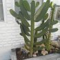 Roadkill Cactus Cutting â Live Opuntia Hybrid Pad, Unique Flat Prickly Pear Succulent Starter
