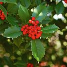 American Holly Cuttings – 15+ Fresh Unrooted Ilex opaca Evergreen Tree, Organic Garden Starter American Holly Cuttings – 15+ Fresh Unrooted Ilex opaca Evergreen Tree, Organic Garden Starter