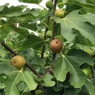Celeste Fig Cuttings – 5 Fresh Ficus carica Stems + Natural Willow Water Celeste Fig Cuttings – 5 Fresh Ficus carica Stems + Natural Willow Water