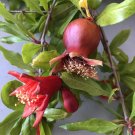 Wonderful Pomegranate Cuttings – 4 Unrooted Stems from Mature Tree, Punica granatum, Wonderful Pomegranate Cuttings – 4 Unrooted Stems from Mature Tree, Punica granatum,