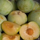 Emerald Pluot Scions – 5 Grafting Cuttings, Plum x Apricot Hybrid, 3–6” with 3–5 Buds Each Emerald Pluot Scions – 5 Grafting Cuttings, Plum x Apricot Hybrid, 3–6” with 3–5 Buds Each