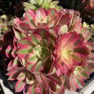 Aeonium 'Pink Witch' Cutting – 1 Live 2.5” Imported Succulent, Rare Rosette Plant for Collectors