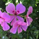 Lavender Ivy Geranium – 8 Unrooted Pelargonium peltatum Cuttings, Trailing Flower Starter Set Lavender Ivy Geranium – 8 Unrooted Pelargonium peltatum Cuttings, Trailing Flower Starter Set