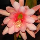 Epiphyllum ‘Bayou Bell’ – 1 Orchid Cactus Cutting (7–9”), Unrooted Night-Blooming Hybrid Epiphyllum ‘Bayou Bell’ – 1 Orchid Cactus Cutting (7–9”), Unrooted Night-Blooming Hybrid