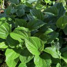 Piper Sarmentosum – 12 Bare Root Plants, Wild Betel Leaf, Fresh Cut Culinary Herb Starter Set