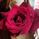 Gotta Have It Red Rose – 3 Live Cuttings, Velvety Dark Red Bloom, Fresh Unrooted Garden Starter Gotta Have It Red Rose – 3 Live Cuttings, Velvety Dark Red Bloom, Fresh Unrooted Garden Starter