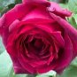 Gotta Have It Red Rose â 3 Live Cuttings, Velvety Dark Red Bloom, Fresh Unrooted Garden Starter