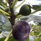 Dark Portuguese Fig Cutting – 8"+ Unrooted Ficus carica with 3+ Nodes,Rare Edible Fruit Tree Start Dark Portuguese Fig Cutting – 8"+ Unrooted Ficus carica with 3+ Nodes,Rare Edible Fruit Tree Start