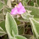 Cobweb Spiderwort Cuttings – 7 Tradescantia sillamontana, White Velvet Fuzzy for Propagation Cobweb Spiderwort Cuttings – 7 Tradescantia sillamontana, White Velvet Fuzzy for Propagation