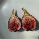Monstrueuse Fig Cuttings – 3 Unrooted Ficus carica Stems, Rare Edible Fruit Tree for Propagation Monstrueuse Fig Cuttings – 3 Unrooted Ficus carica Stems, Rare Edible Fruit Tree for Propagation