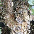 Dwarf Jade Cuttings – 6 Cork Bark Portulacaria Afra (~6"), Bonsai Starter, Succulent Plant Pack Dwarf Jade Cuttings – 6 Cork Bark Portulacaria Afra (~6"), Bonsai Starter, Succulent Plant Pack