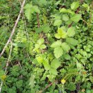Thornless Blackberry Cuttings – Set of 12 Unrooted Fruit Bush Starts, Rubus fruticosus Thornless Blackberry Cuttings – Set of 12 Unrooted Fruit Bush Starts, Rubus fruticosus