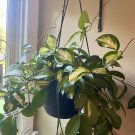 Hoya Krimson Princess – Live Hoya carnosa Variegated 1 Unrooted Cuttings, Hoya Krimson Princess – Live Hoya carnosa Variegated 1 Unrooted Cuttings,