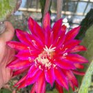 Epiphyllum "Shimmer" Cutting – 8" Orchid Cactus, No Root, Night Blooming Hybrid Plant Starter Epiphyllum "Shimmer" Cutting – 8" Orchid Cactus, No Root, Night Blooming Hybrid Plant Starter