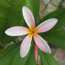 Plumeria “Ribbon” Rooted Cutting – 2-Tip Live Starter Plant, Light Pink Fragrant Blooms Plumeria “Ribbon” Rooted Cutting – 2-Tip Live Starter Plant, Light Pink Fragrant Blooms
