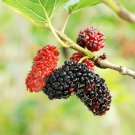 12 Mulberry Tree Cuttings – Unrooted Hardwood Stems for Grafting or Rooting, Starter Wood