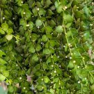 Million Hearts Plant Cutting – 1 Dischidia ruscifolia Vine, Live Trailing Houseplant Starter