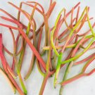 Fire Sticks Succulent Cuttings – 15 Cactus Starts, Drought-Tolerant Plant Fire Sticks Succulent Cuttings – 15 Cactus Starts, Drought-Tolerant Plant