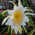 Dragon Fruit Cutting – 8” Hylocereus undatus Vine with Aerial Roots, Edible Fruit Plant Start Dragon Fruit Cutting – 8” Hylocereus undatus Vine with Aerial Roots, Edible Fruit Plant Start