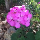 Geranium Cuttings – 8 Purple Pink Pelargonium hortorum 6” Live Plant Starters for Garden Pots