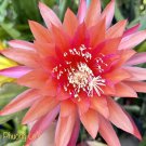 Epiphyllum ‘Crystal Flash’ Cutting – 8” Orchid Cactus Stem, Unrooted Hybrid Night-Blooming
