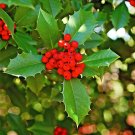 American Holly Cuttings – 20 Branches with Leaves & Red Berries, Christmas Decor, American Holly Cuttings – 20 Branches with Leaves & Red Berries, Christmas Decor,