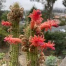 Cleistocactus samaipatanus Cutting – 5" Live Cactus Start, Flowering Columnar Type, No Caudex Cleistocactus samaipatanus Cutting – 5" Live Cactus Start, Flowering Columnar Type, No Caudex