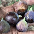 Napoli Fig Cutting – 1 Unrooted Ficus carica Stem, Sweet Edible Fruit Tree for Propagation Napoli Fig Cutting – 1 Unrooted Ficus carica Stem, Sweet Edible Fruit Tree for Propagation