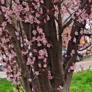 Cherry Plum Tree Cuttings–3 Black Prunus cerasifera Unrooted 6” Fruit Tree Starts,