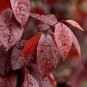 Cherry Plum Tree Cuttingsâ3 Black Prunus cerasifera Unrooted 6â Fruit Tree Starts,