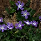 10 Vinca Vine Rooted Cuttings – Perennial Ground Cover, Vinca minor, Periwinkle Myrtle 10 Vinca Vine Rooted Cuttings – Perennial Ground Cover, Vinca minor, Periwinkle Myrtle