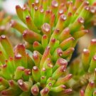 Gollum Jade Cuttings – 3x Crassula ovata 'Gollum' Succulent Plant Starts, 2” Live Unrooted Tips Gollum Jade Cuttings – 3x Crassula ovata 'Gollum' Succulent Plant Starts, 2” Live Unrooted Tips