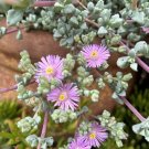 Vygie ‘Pink Ice’ Cuttings – 15 Trailing Succulent Starts, Pink Sandstone Blooms Vygie ‘Pink Ice’ Cuttings – 15 Trailing Succulent Starts, Pink Sandstone Blooms
