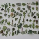 100 Succulent Cuttings – 25 Varieties, Mixed Rosettes & Leaves, Assorted Colors & Shapes
