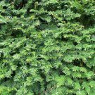 Yew Spreader Cuttings – Set of 12+ Unrooted Dark Green Taxus Shrub Starts, Yew Spreader Cuttings – Set of 12+ Unrooted Dark Green Taxus Shrub Starts,