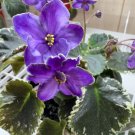 African Violet Buckeye Etchings – 2 Leaf Cuttings, Standard Variety, Live Starter Pair African Violet Buckeye Etchings – 2 Leaf Cuttings, Standard Variety, Live Starter Pair