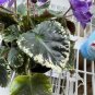 African Violet Buckeye Etchings â 2 Leaf Cuttings, Standard Variety, Live Starter Pair