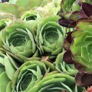 Rose Aeonium Red Tip – 2 Large Succulent Cuttings, 6–8” Wide Rosettes, Rose Aeonium Red Tip – 2 Large Succulent Cuttings, 6–8” Wide Rosettes,