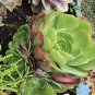 Rose Aeonium Red Tip â 2 Large Succulent Cuttings, 6â8â Wide Rosettes,